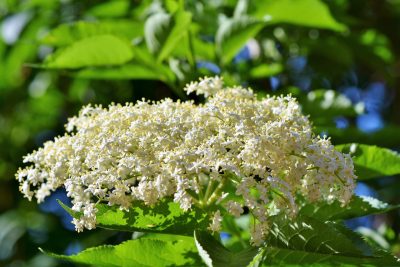 Holunderblütensirup selber machen – nach Omas Rezept