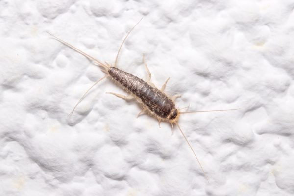 Silberfische loswerden – 5 natürliche Hausmittel