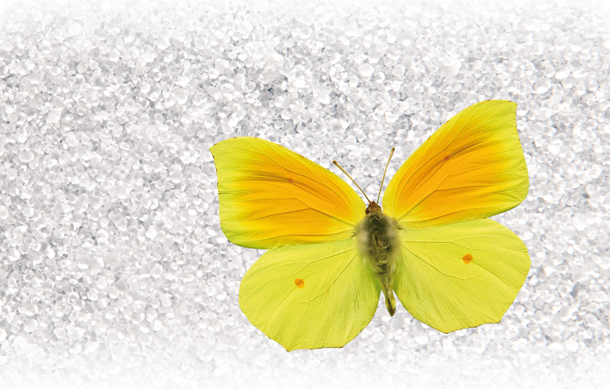 Intensiv gelber Schmetterling der über weisen Untergrund fliegt 